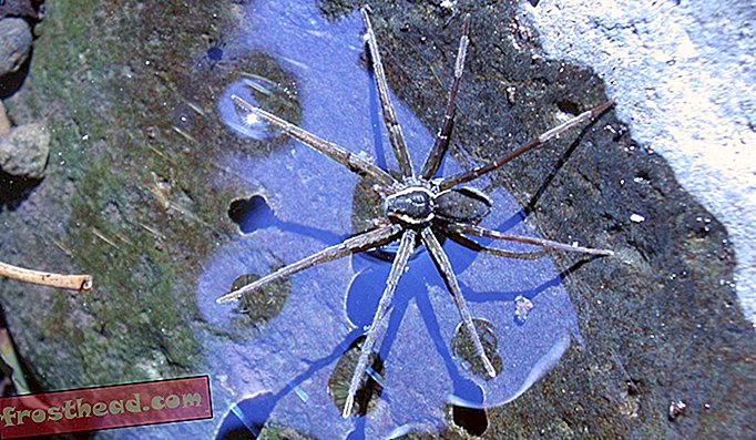 עכביש שהתגלה לאחרונה נקרא על שם הפיזיקאי בריאן גרין
