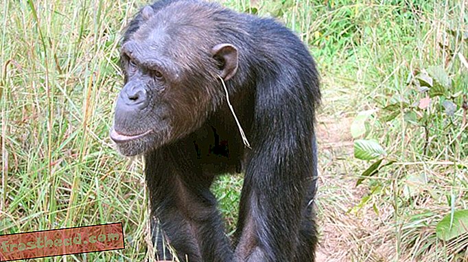intelligente Nachrichten, intelligente Nachrichtenwissenschaft - Einige Schimpansen stecken sich ohne besonderen Grund Gras in die Ohren