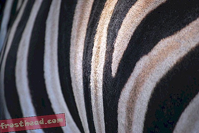 Hvordan Zebra fik sine striber, ifølge videnskab