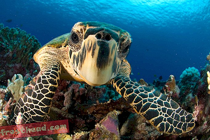Ny undersøgelse tilbyder glimt af håb for havskildpadder