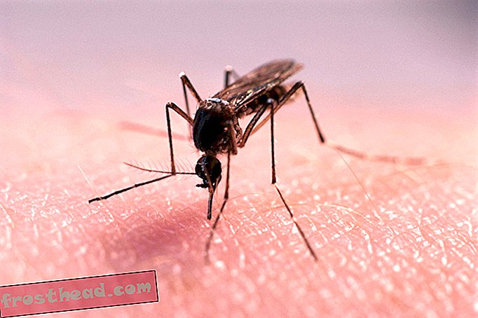 Парфюмът на Victoria's Secret работи чудесно като репелент против комари