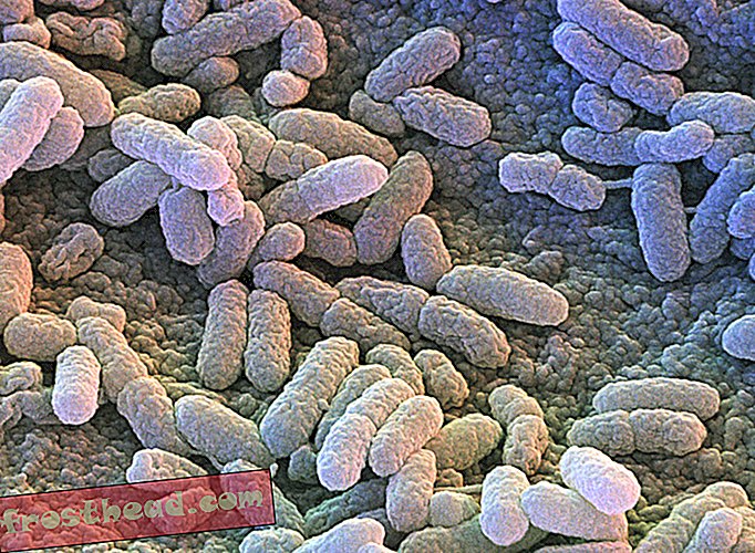 pametne novice, pametne vesti o novicah - Odporne proti antibiotikom "bakterije nočne more" so pobegle iz bolnišnice