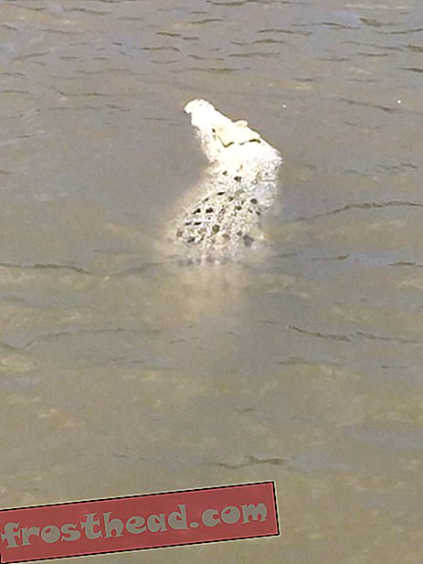 Trouvé: un rare crocodile blanc en Australie