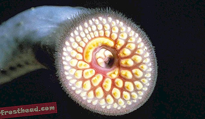 Un gros plan de la bouche remplie de dents d'une lamproie marine.