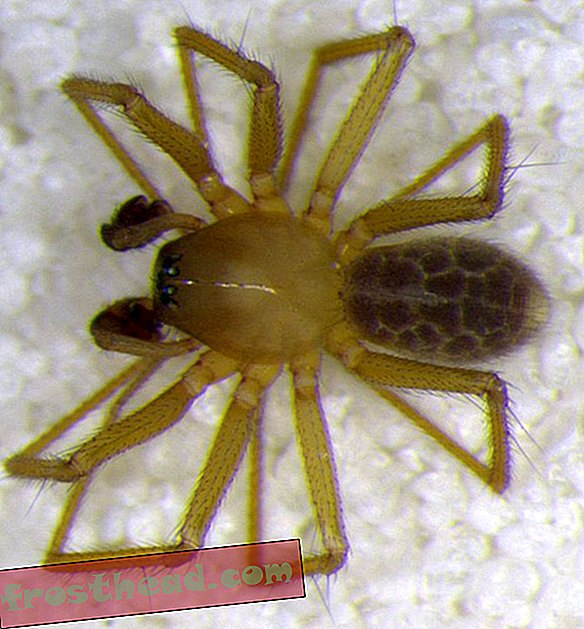Nowe gatunki pająków odkryte w jaskini Indiana