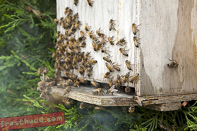 Den føderale regering har nu en officiel Save-the-Bees Task Force