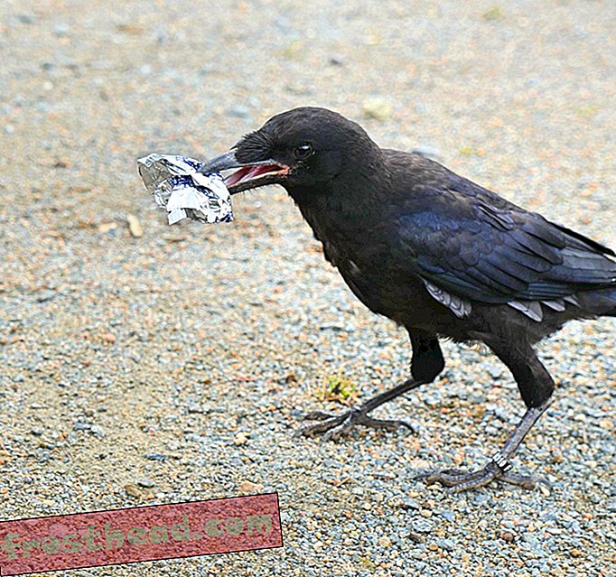 Francoski tematski park se je naučil vrane pobirati smeti
