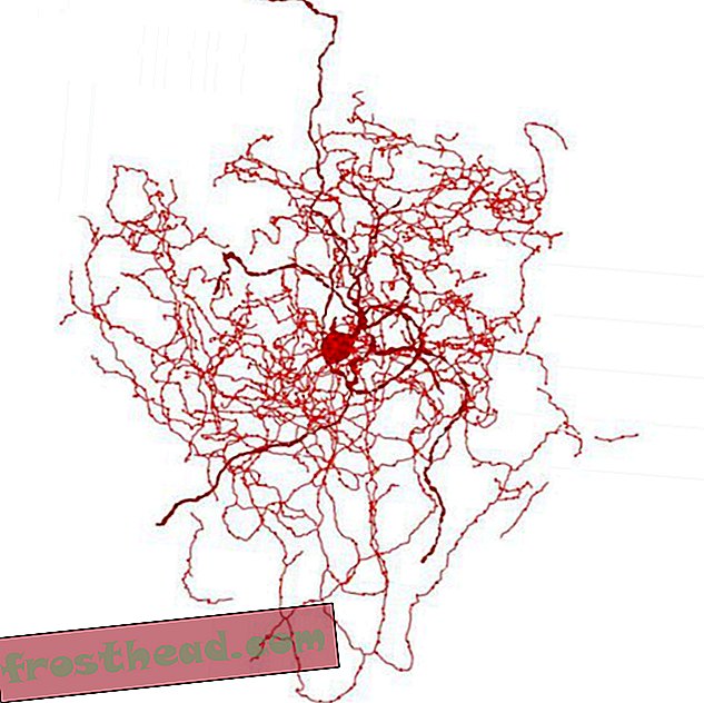 паметне вести, паметне науке о вестима - Упознајте Росехип Неурон: новооткривену ћелију у људском мозгу