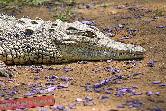 Нилските крокодили са се преместили във Флорида