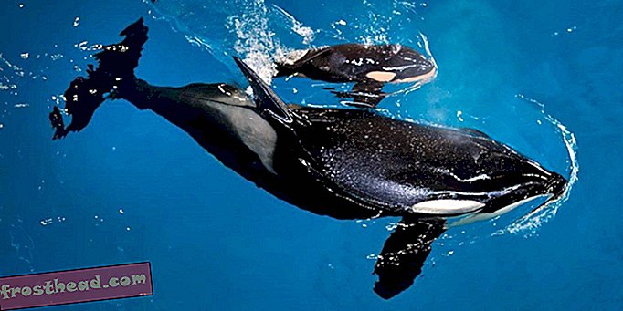 SeaWorld מודיעה על הולדתה של אורקה האחרונה שנולדה בשבי