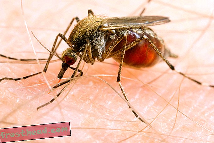 L'Arctique a maintenant un gros problème de moustiques