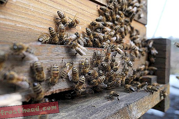 Notre-Damen katon hunaja mehiläiset selvisivät tulipalon