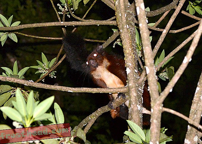 Nye arter af kæmpe flyvende egern opdaget i Kina