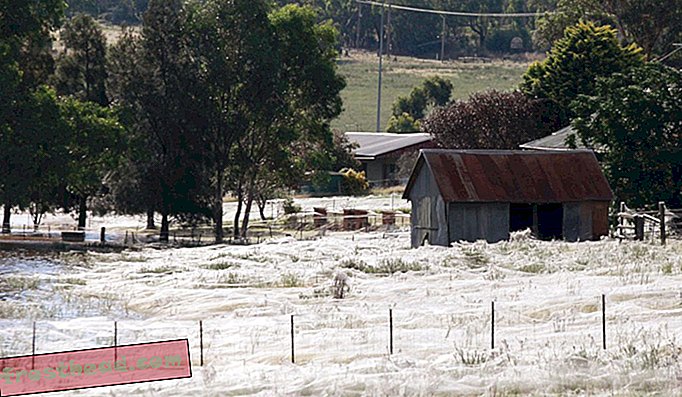 Паучне мреже су 2012. окружиле кућу у Вагга Вагга у Аустралији. Појава, названа