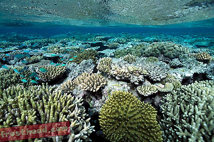 Pequeños pedazos de plástico pueden estar obstruyendo los corales