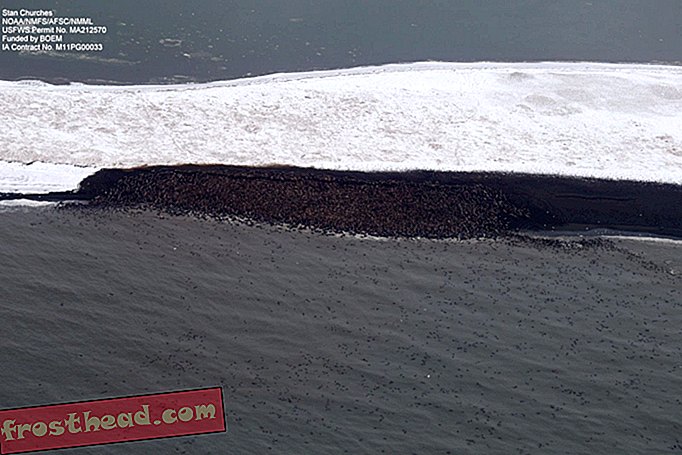 35.000 hvalrosser fylder på en Alaskan-strand
