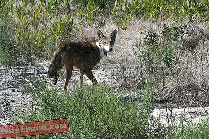 Conservationists Butt Heads mit US-Regierung über Red Wolf Repopulation Program
