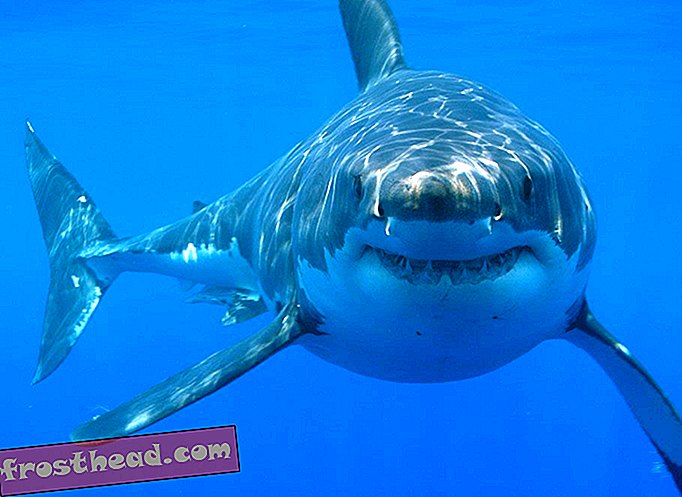 pametne novice, pametne vesti o novicah - So veliki beli morski psi odpeljali Megalodon v izumrtje?