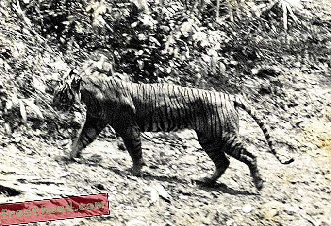 Langt fundet udryddet, Javan Tiger kan have været plettet i Indonesien