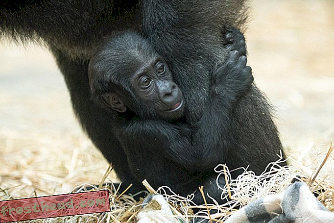 notizie intelligenti, notizie intelligenti - Gorilla maschio che babysitter finiscono con una covata più grande di loro