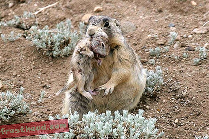 Prairie Dogs: The Fiercest Killers in the West
