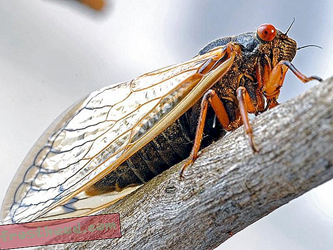 pametne vijesti, pametne vijesti - Ova gljiva jede guze s Cicada