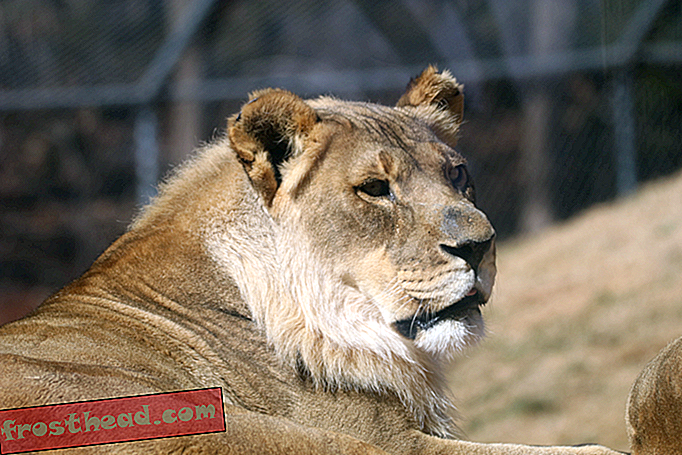 Bridget de bebaarde leeuwin is gestorven in de dierentuin van Oklahoma City