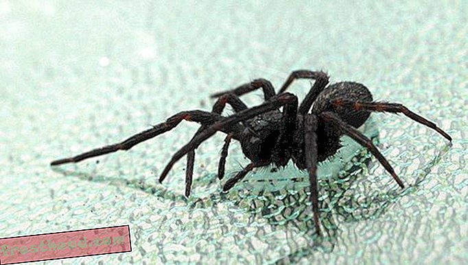 Nouvelles intelligentes, science de l'information intelligente - Si vous devez tuer cette araignée, le meilleur moyen est de la congeler