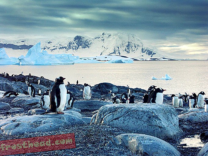 Ključ do biotske raznovrstnosti na Antarktiki je Penguin Poop