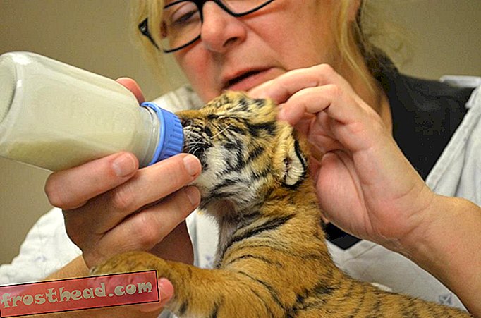 notícia esperta, ciência esperta da notícia - Conheça os Três Tigres Malaios Recém-nascidos do Zoológico de Cincinnati