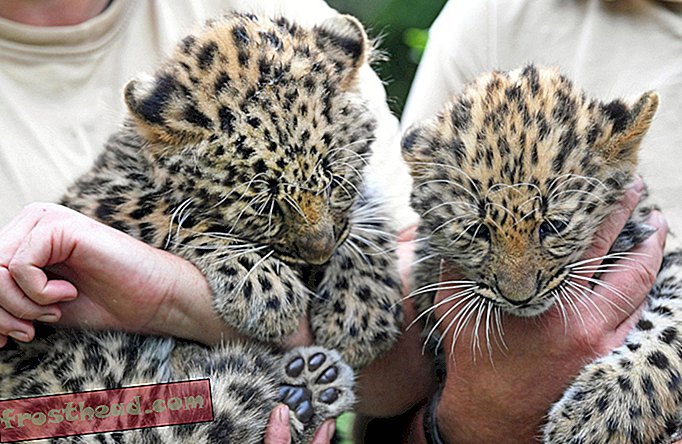 Rijetki Amur Leopardov poziv naiđe na kasetu