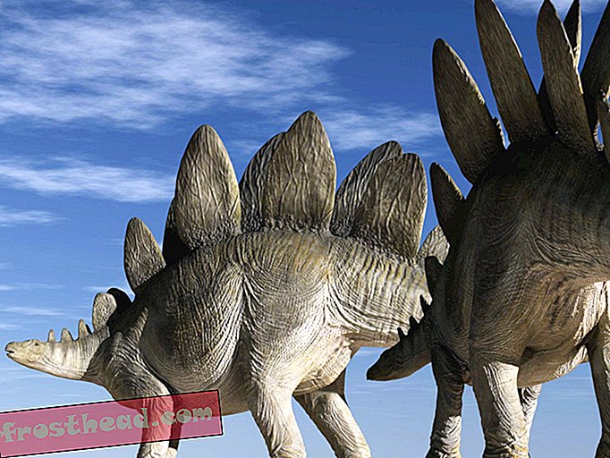 Nouvelles intelligentes, science de l'information intelligente - Des scientifiques se disputent le sexage de Stegosaurus
