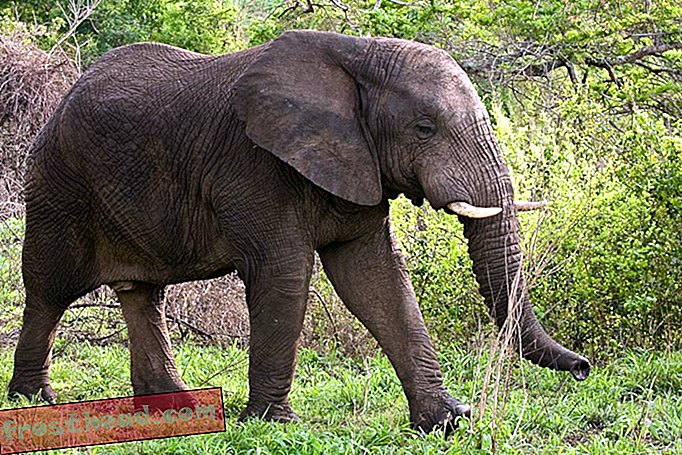 De VS hebben zojuist een ongekend verbod op Afrikaans ivoor aangekondigd
