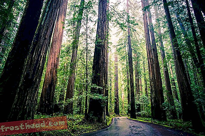 Nouvelles intelligentes, science de l'information intelligente - Le clonage de séquoias géants peut-il sauver la planète?