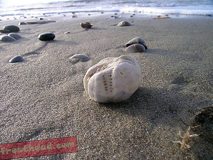 notícia esperta, ciência esperta da notícia - Veja conchas de mar Spuds na beira-mar