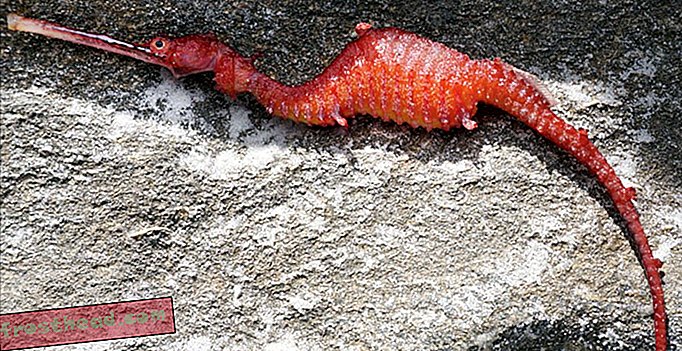Regardez la première vidéo du rare Seadragon Ruby vivant à l'état sauvage