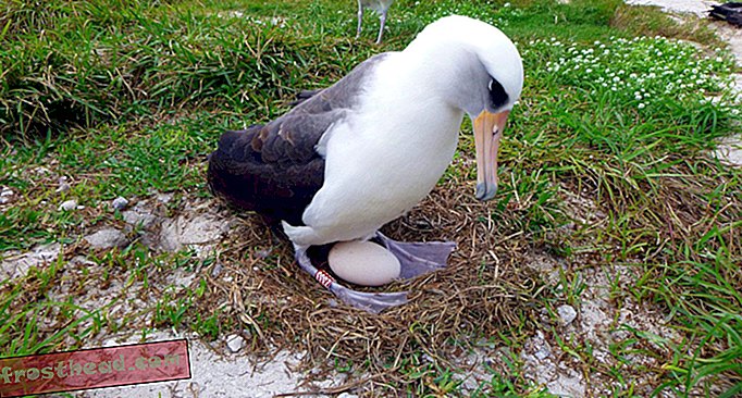 Мъдростта най-старият известен албатрос има още едно бебе