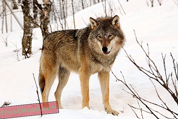 Après 200 ans, un groupe de loups revient au Danemark