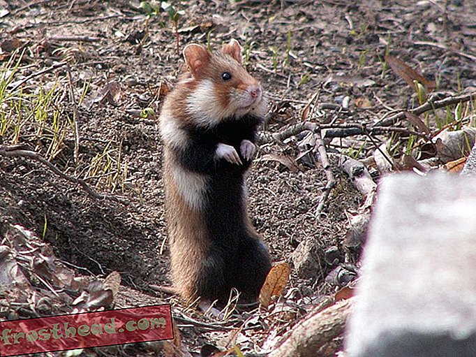 Dieet tekort kan leiden tot kannibaal hamsters