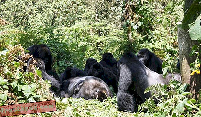 Gorilles engagés dans le corps d'un homme décédé appartenant à la même espèce mais n'appartenant pas au même groupe social