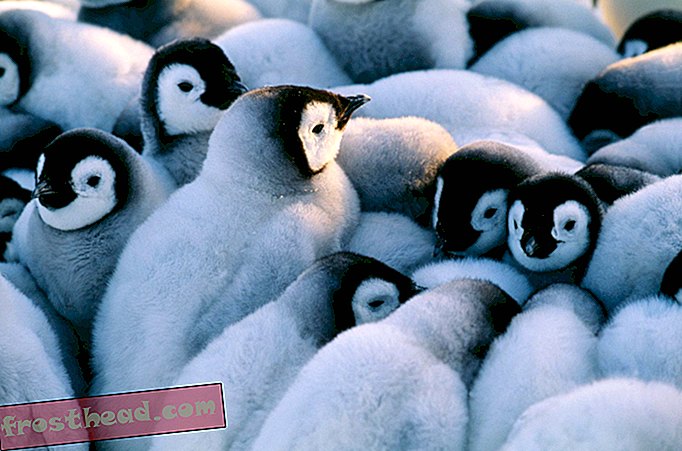 Voici les dernières nouvelles sur les pingouins