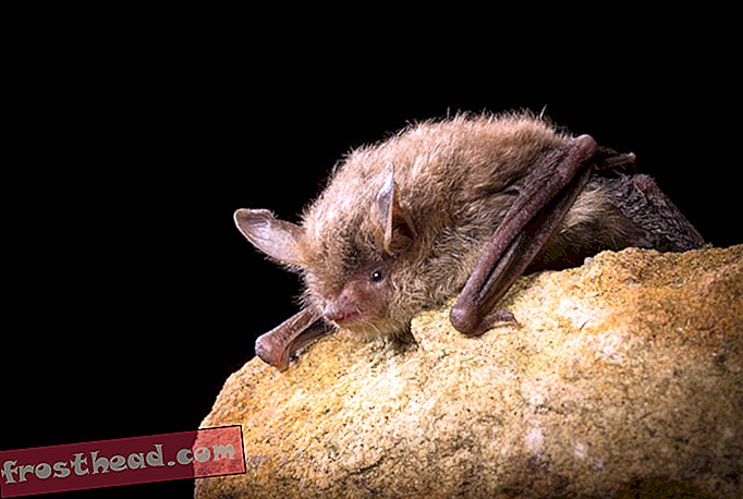 έξυπνες ειδήσεις, έξυπνες επιστήμες ειδήσεων - Ορισμένες αποικίες Bat μπορούν να κτυπήσουν σύνδρομο λευκής μύτης