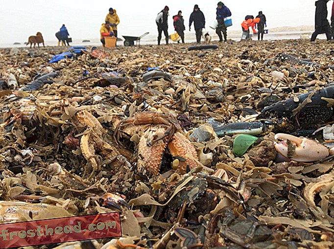 עשרות אלפי יצורי ים מתרחצים בחופי בריטניה בעקבות מזג אוויר קפוא