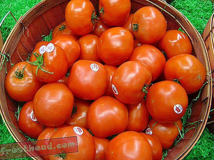 intelligente Nachrichten, intelligente Nachrichtenwissenschaft - Warum Wissenschaftler scharfe Tomaten entwickeln wollen