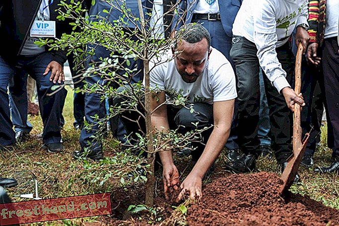 L'Éthiopie plante 350 millions d'arbres en 12 heures - un nouveau record