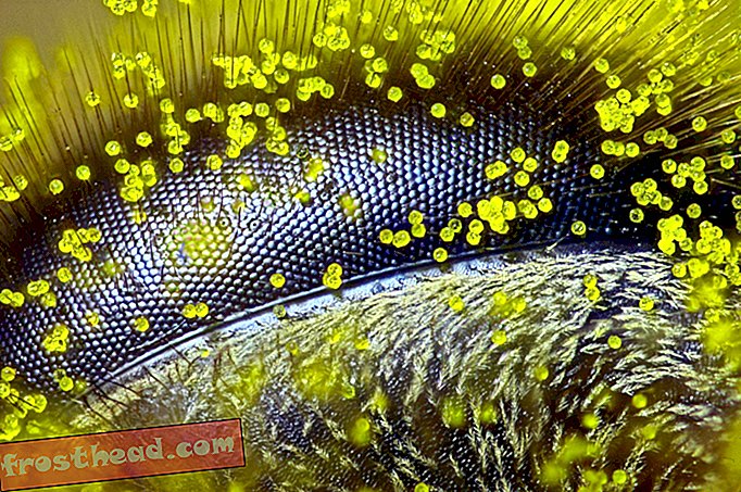 nutikad uudised, nutikad uudisteadused - Vaadake mesilase silma kõrguselt 9 auhinnatud mikroskoopilise fotoga