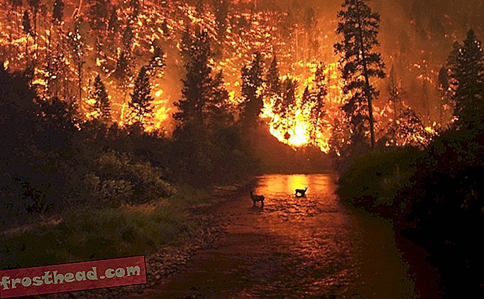 Une étude montre que 84% des feux de forêt sont causés par des humains