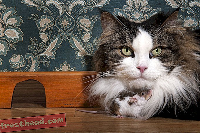 Los gatos son sorprendentemente malos para matar ratas-noticias inteligentes, ciencia de noticias inteligentes