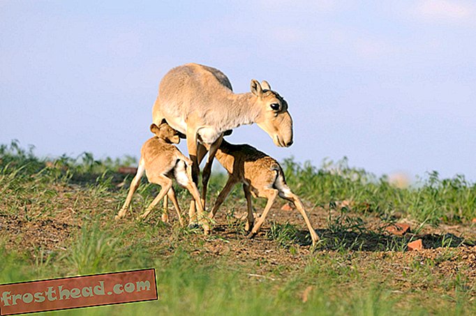 De schuldigen achter mysterieuze massale antilope-sterfgevallen eindelijk ontmaskerd