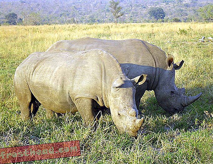 Νότια Αφρική για να νομιμοποιήσει το Εγχώριο εμπόριο κέρατων Rhino